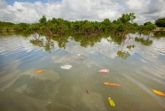 Bali Coastal and Mangrove Pollution