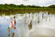 Bali Coastal Plastic Pollution