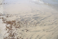 Coastal Experts Gallery