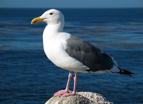 California Gull - BirdWeb
