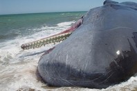 agadir-whale