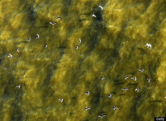 Birds Spill Birds Spill