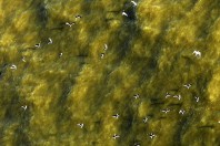 birds-spill