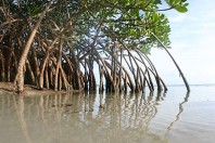mangrove1