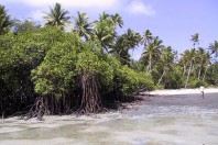 Fiji-mangrove