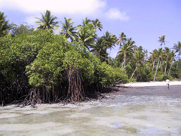 Fiji-mangrove