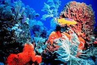 coral-reef-snail