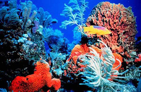 coral-reef-snail