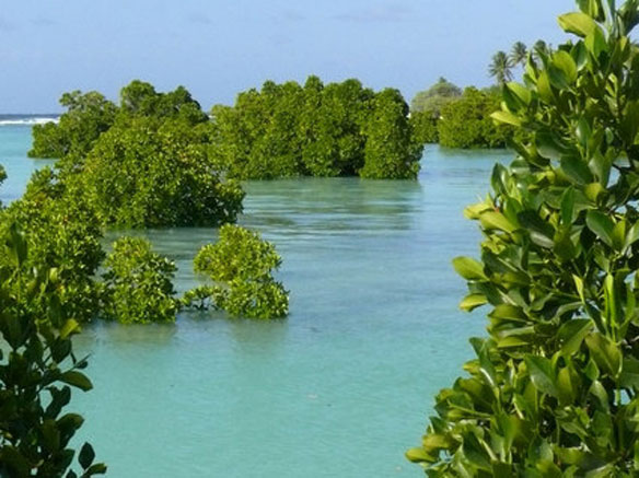 Mangrove Atlas Mangrove Atlas