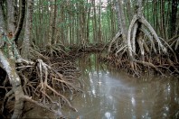 mangroveroots