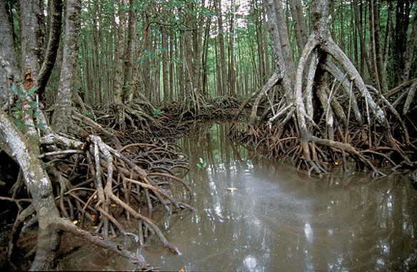 mangroveroots