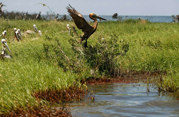 Oiled Marsh Oiled Marsh