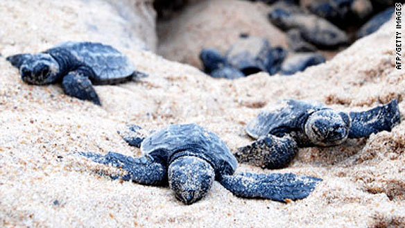 Sea Turtles Sea Turtles