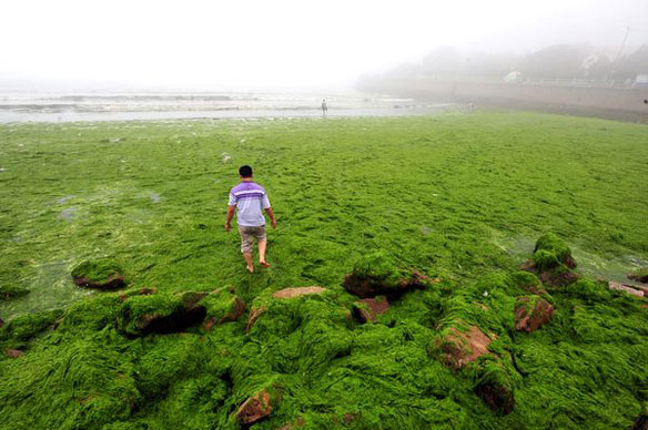 China Green Algae Beach China Green Algae Beach