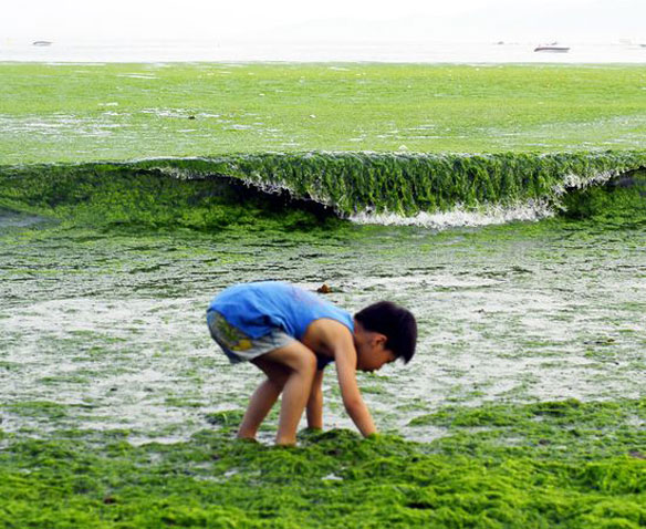 China Green Algae China Green Algae