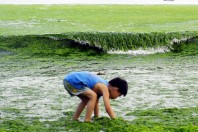 china-algae-outbreak