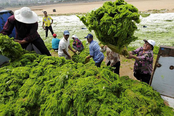 China Green Algae China Green Algae