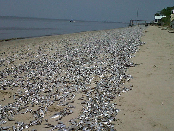 Thousands of Dead Fish Line East Coast, Second Time this week.
