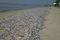 fish-ashore-east-coast