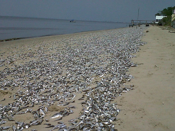 fish-ashore-east-coast
