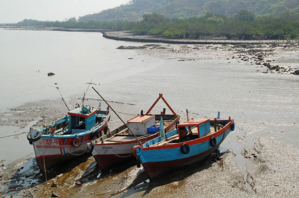 Mangrove Elephanta