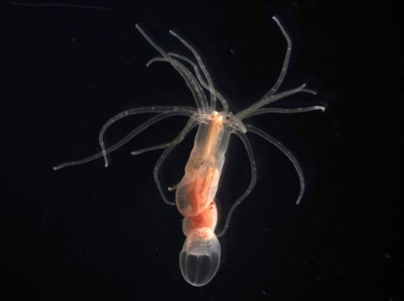 Anemone Anemone
