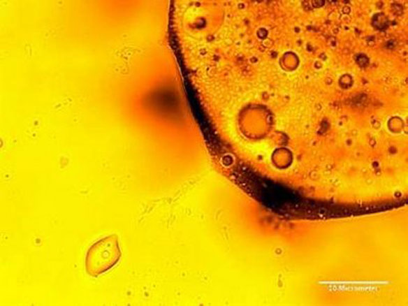 Oil Eating Bacteria Oil Eating Bacteria