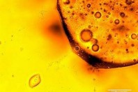 oil-eating-bacteria