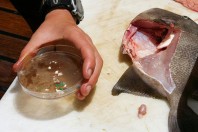 plastic-atlantic-garbage-patch-