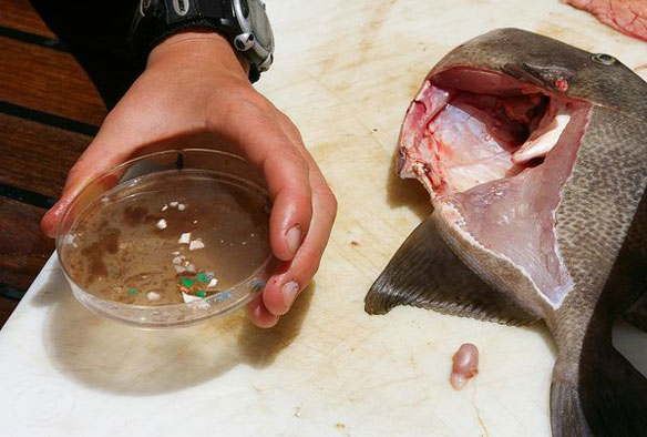 plastic-atlantic-garbage-patch-