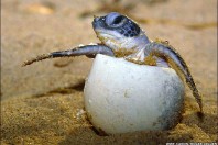 turtle-hatching2