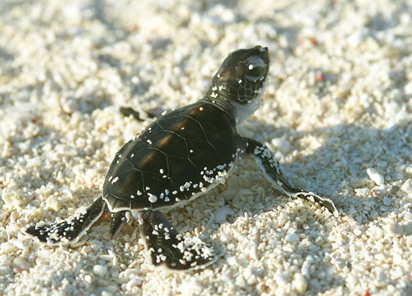 Turtle Hatchling