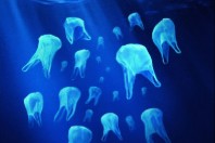 meduses2