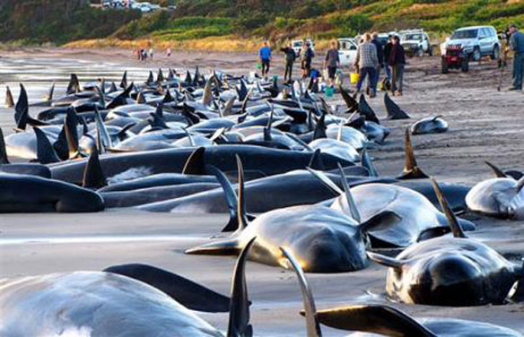 pilot-whales-stranded-wellington pilot-whales-stranded-wellington