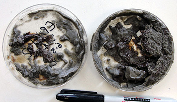 Sediments Oil Sediments Oil