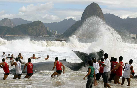 Brazil Whale Stranded Brazil Whale Stranded