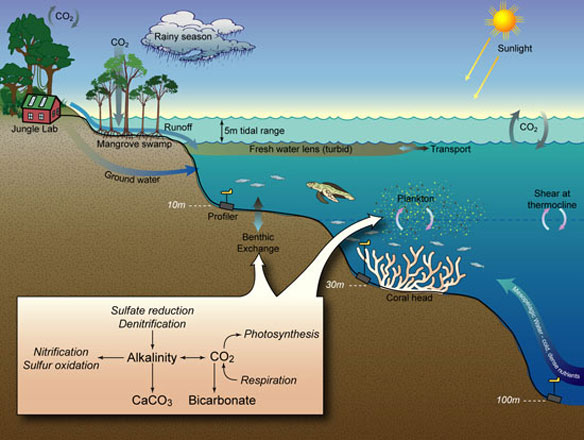 Coastal Ecosystems