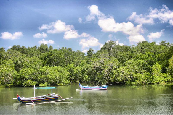 mangrove-forest mangrove-forest