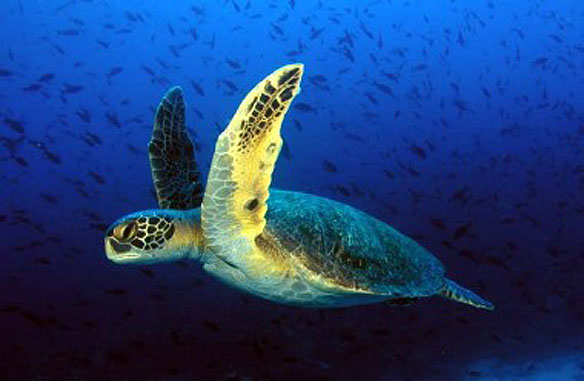 caretta-turtle caretta-turtle