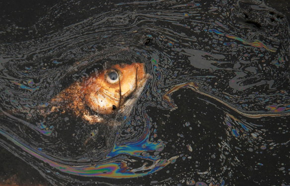 pictures of oil pollution. oil-pollution