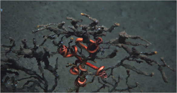Coral Near BP Well Coral Near BP Well
