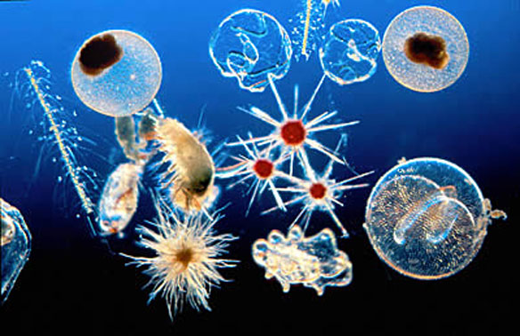 Plankton Organisms