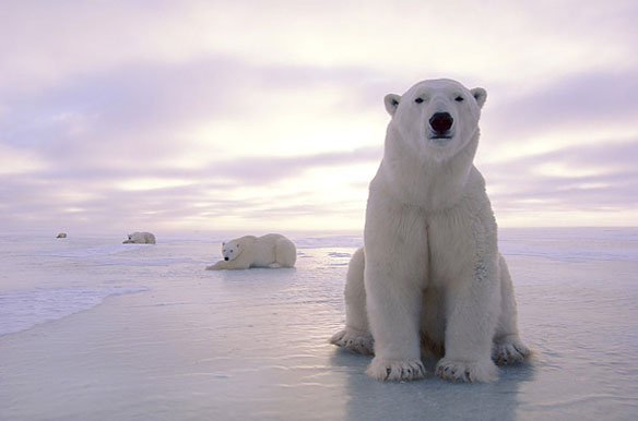 polar-bears