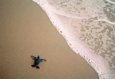 tortue