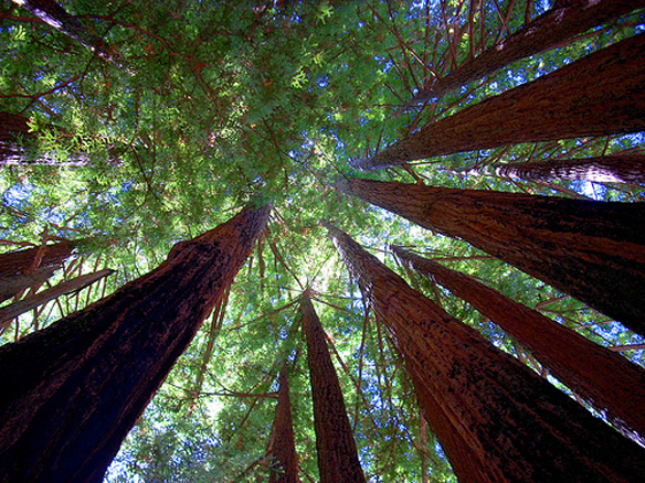 Coastal Redwood