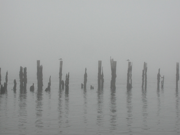 fog coast