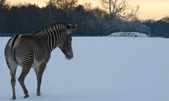 zebre zebre