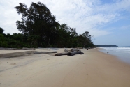 Figure-9-185-log-strewn-beach