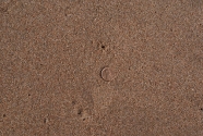 A close up of the beach surface reveals scattered holes used as shelters by sand hoppers.  Can you see the two in this photo?  One is just below the hole in the upper left, and the other is in the lower left.  U.S. penny for scale.