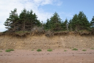Old glacially-derived and water-laid sediments are the source of the wide variety of different rock types apparent in the gravel fraction, and the source of the dominant quartz and pink feldspar in the sand fraction that gives the beach its color.  Note the root/soil mat overhanging the bluff face and indicating active erosion.